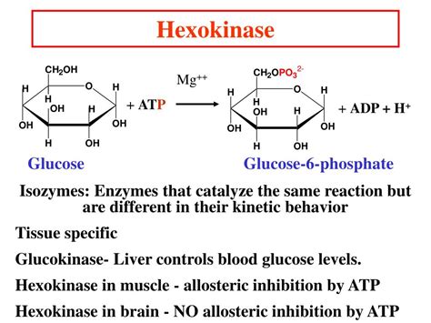 fbs (hexokinase)|hexokinase in glycolysis.